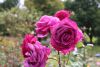 Rose Garden in Tacoma