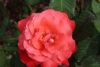 Rose Garden in Tacoma